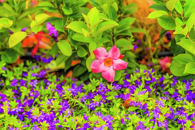 Abstract Royalty-Free and Rights-Managed Images - Summer Phlox by Sean O