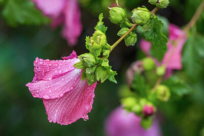 Longhorn Paintings - Summer Rain Rose Of Sharon by Terry DeLuco