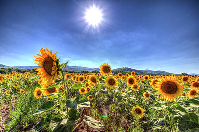 Sunflowers Photos - Summer Sunflowers by David Pyatt