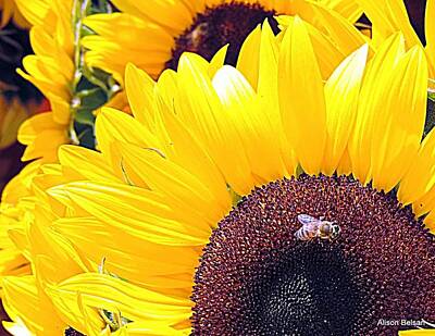 Sunflowers Digital Art - Sun Flower by Alison Belsan Horton