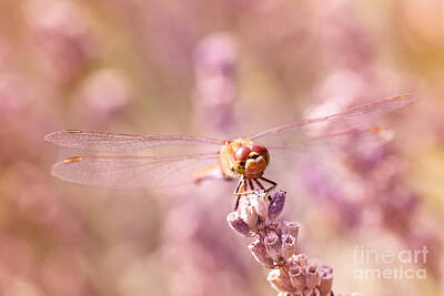 Af Vogue Royalty Free Images - Sunbathing between lavender Royalty-Free Image by LHJB Photography