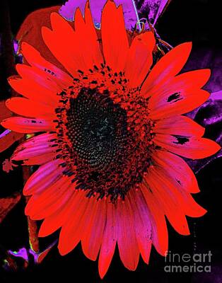 Target Eclectic Global Rights Managed Images - Sunflower 33  Zowie Royalty-Free Image by Lizi Beard-Ward