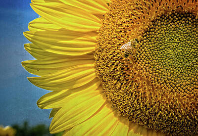 Vintage Tees - Sunflower Bee 3 by Robert Alsop