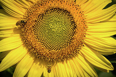 Creative Charisma - Sunflower Bees by Robert Alsop