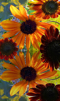 Katharine Hepburn - Sunflower Bursts by Tina M Wenger