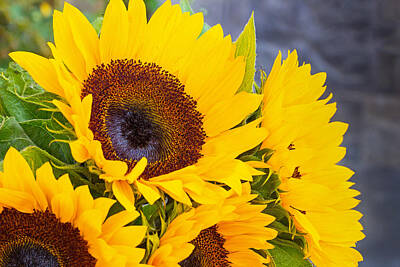 Sunflowers Photos - Sunflower Cluster by Lynne Albright