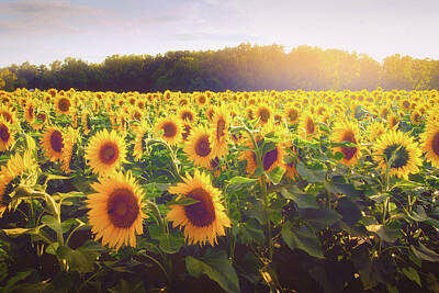 Monochrome Landscapes - Sunflower Field by Victoria Winningham