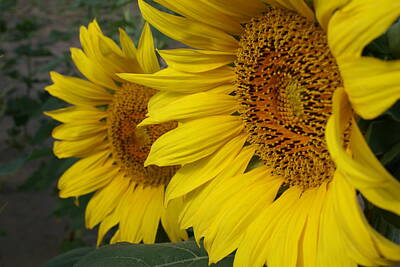 College Football Stadiums Royalty Free Images - Sunflower Fields VIII Royalty-Free Image by Jacqueline Russell