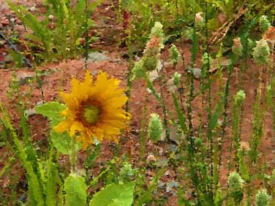 Sunflowers Digital Art - Sunflower in greenery by Lenka Rottova