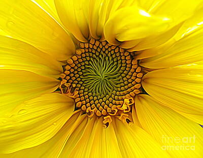 Roses Photos - Sunflower Macro Expressionist Effect by Rose Santuci-Sofranko