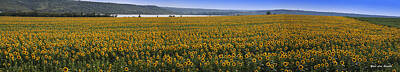 Abstract Expressionism Royalty Free Images - Sunflower Panorama in Ukraine Royalty-Free Image by Yuri Lev