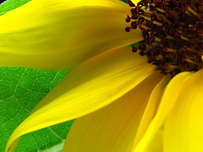 Abstract Flowers Photos - Sunflower Petals by Juergen Roth