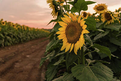 Sunflowers Royalty Free Images - Sunflower Road Royalty-Free Image by Kristopher Schoenleber