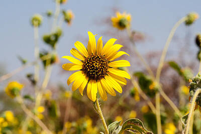 Floral Photos - Sunflower - Wild Sunflower During Summer in Oklahoma by Southern Plains Photography