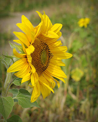 Sunflowers Royalty Free Images - Sunflower Show Off Royalty-Free Image by Linda Mishler