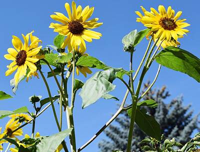 Sunflowers Mixed Media - Sunflowers 1 by Aimee Mann