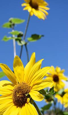 Sunflowers Mixed Media - Sunflowers 2 by Aimee Mann