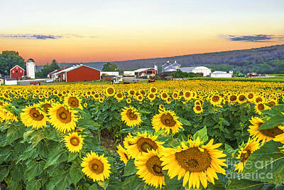 Historical Figures Rights Managed Images - Sunflowers at Sunrise Royalty-Free Image by Regina Geoghan