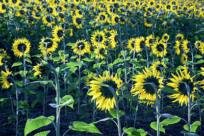 Sugar Skulls - Sunflowers blooming in field in early morning sun by Karen Foley