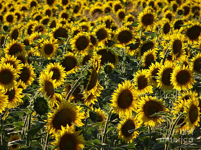Green Grass - Sunflowers in Avignon-02 by Christopher Plummer