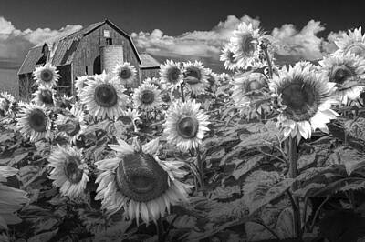 Sunflowers Royalty Free Images - Sunflowers in Black and White with Barn Royalty-Free Image by Randall Nyhof