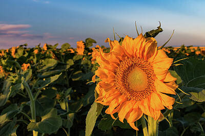 Road Trip - Sunflowers in the Early Morning Sun by Tony Hake