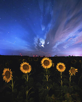 Sunflowers Royalty Free Images - Sunflowers Long Exposure Royalty-Free Image by Cale Best
