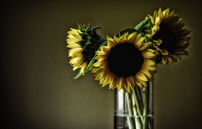 Sunflowers Photos - Sunflowers by Mauricio Jimenez