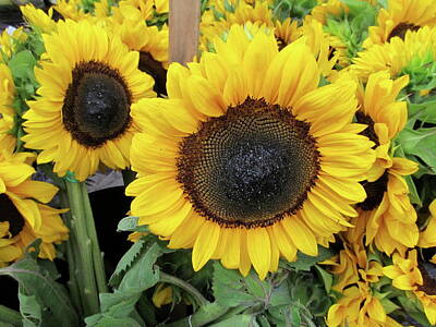 Mid Century Modern Royalty Free Images - Sunflowers Royalty-Free Image by Melinda Saminski