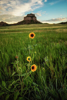 Sunflowers Royalty-Free and Rights-Managed Images - Sunflowers on the Western Prairie - Scottsbluff Nebraska by Southern Plains Photography