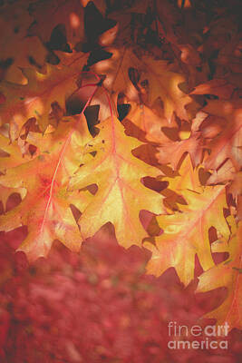 Abstract Animalia - Sunlit Oak Leaves by Cheryl Baxter