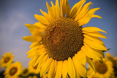 Sunflowers Photos - Sunny Nights by Kristopher Schoenleber