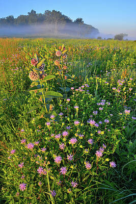 Sultry Plants Rights Managed Images - Sunrise in Lost Valley of Glacial Park Royalty-Free Image by Ray Mathis