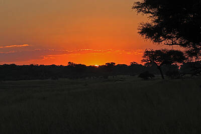 Abtracts Laura Leinsvencner - Sunset at Hwange by Tony Murtagh