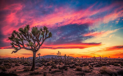 Latidude Image - Sunset at Joshua by Rikk Flohr
