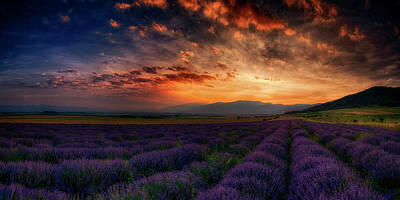 State Love Nancy Ingersoll Rights Managed Images - Sunset over lavender field 2 Royalty-Free Image by Plamen Petkov