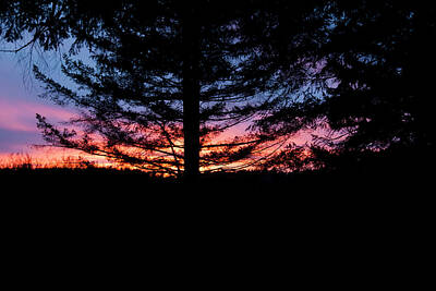 Robert Braley Royalty-Free and Rights-Managed Images - Sunset Through The Trees by Robert Braley