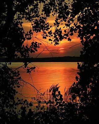 Stunning 1x - Sunset Thru The Cottonwoods by Greg Rud