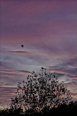 Animals And Earth Rights Managed Images - Sunset Trees Sky and Birds Royalty-Free Image by Robert Ullmann