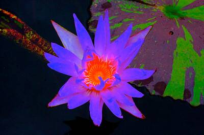 Majestic Horse Rights Managed Images - Sunset Water Lily Royalty-Free Image by Tim G Ross