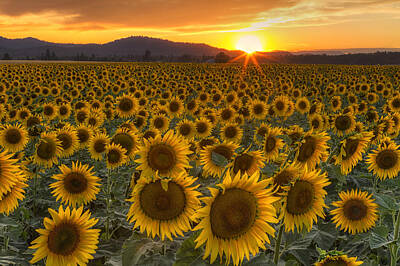 Sunflowers Rights Managed Images - Sunshine and Happiness Royalty-Free Image by Mark Kiver