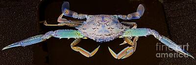 Surrealism Royalty-Free and Rights-Managed Images - Surreal Crab. Exclusive Original stock Surreal and Abstract  Photo Art digital download. by Geoff Childs