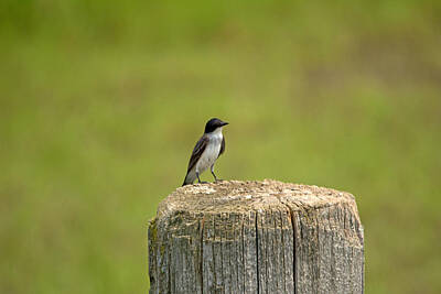Birds Royalty Free Images - Swallow On a Stump Royalty-Free Image by Linda Kerkau