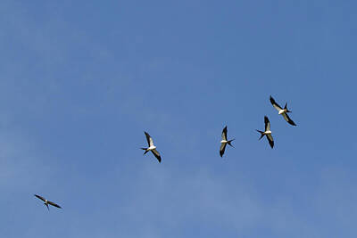Florentius The Gardener - Swallow-tailed Kites Soaring by Paul Rebmann