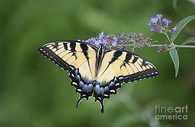 Abstract Utensils - Swallowtail 20120723_24a by Tina Hopkins