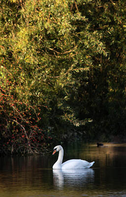Spaces Images - Swan  by Cliff Norton