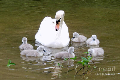 Birds Royalty-Free and Rights-Managed Images - Swan Lake 1 by Bill Holkham