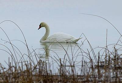 Lucky Shamrocks - Swan of April by Al Fritz