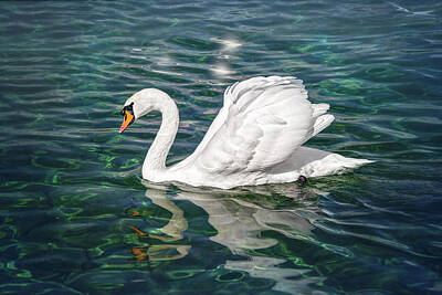 Birds Photos - Swan on Lake Geneva Switzerland  by Carol Japp