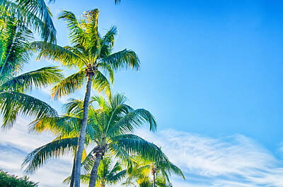 Love Marilyn - Sweet Coconut Palm Trees With Blue Sky In Key West Florida by Alex Grichenko